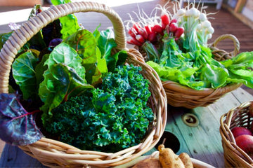 Grow the Best Veggies on Your Own for Hydroponics