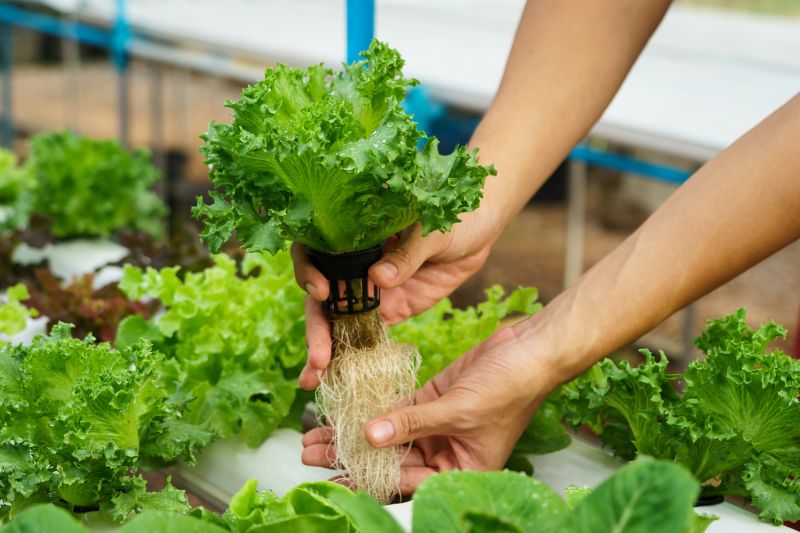 10 Basic Things You Should Know While Growing Hydroponic Vegetables