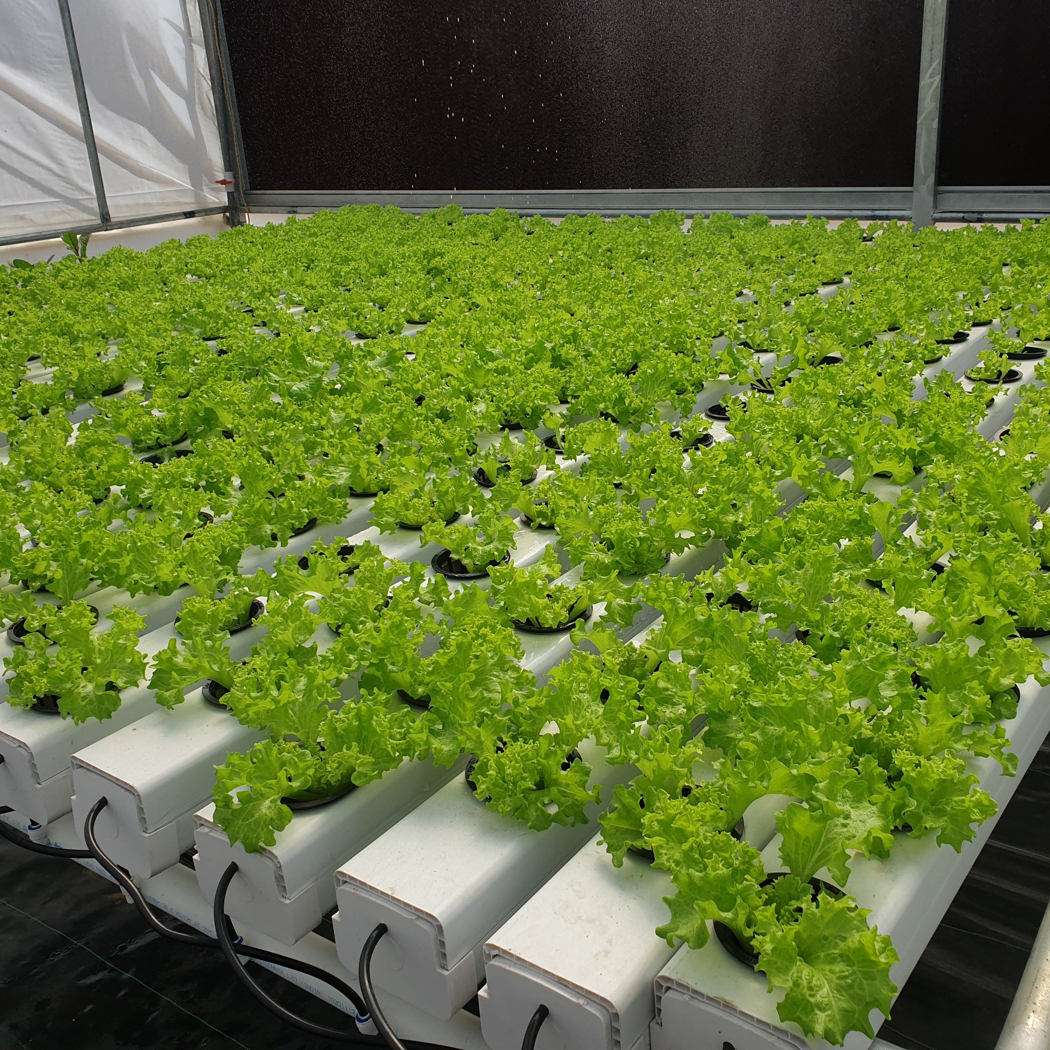6 Reasons why hydroponics is healthier rather than soil