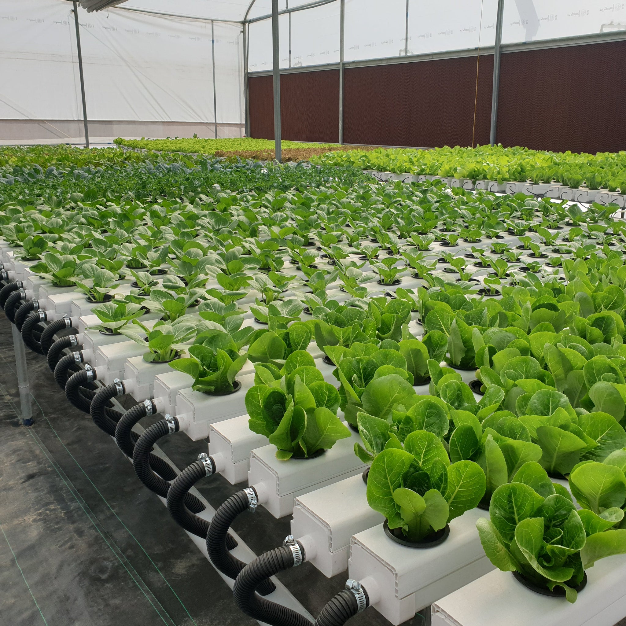 What is Hydroponics?