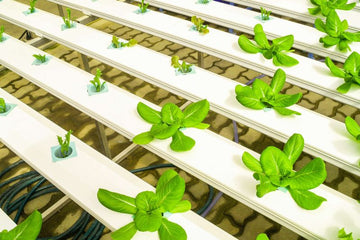 Process of Hydroponics Farming in Bangalore