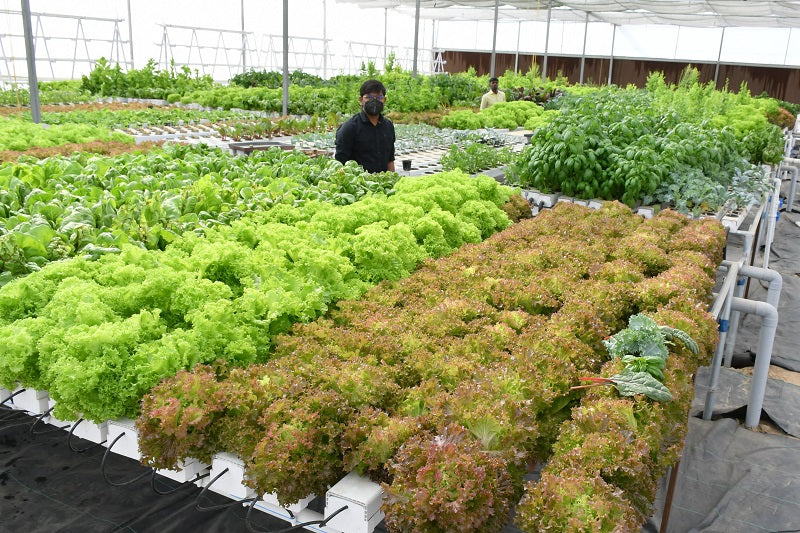 The Ultimate Guide to Hydroponic Gardening: Hydroponic Vegetable Stores