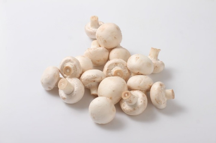 Growing Mushrooms in Water | A Guide to Hydroponic Mushroom Cultivation