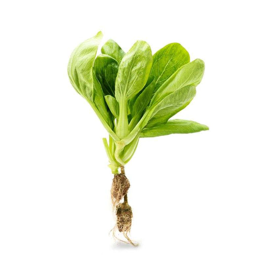 Hydroponic Bok Choy/Pok Choi