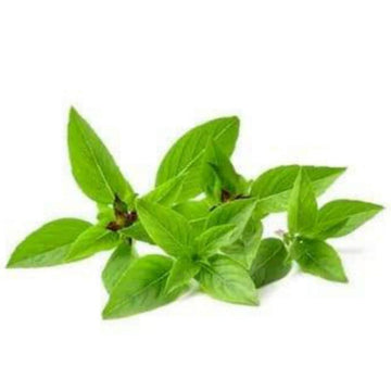 Hydroponic Basil Thai