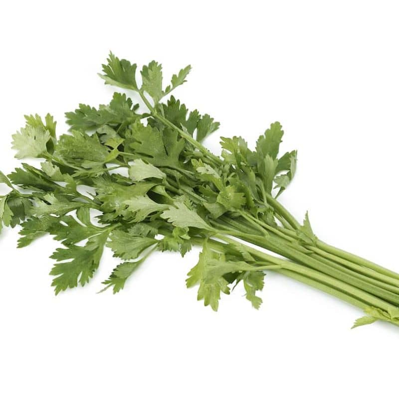 Hydroponic Celery (The famous diet food)