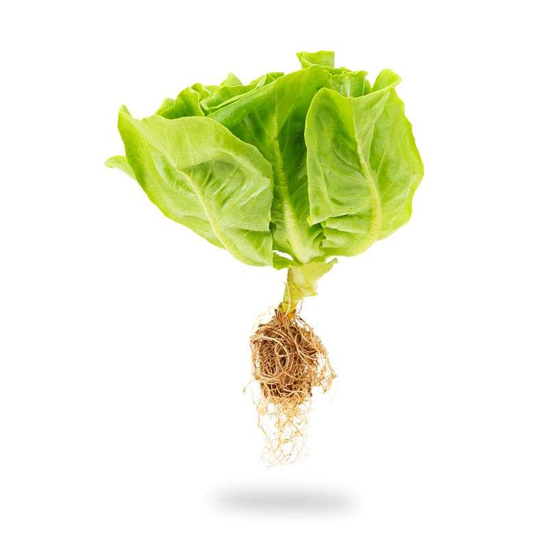 Hydroponics Lettuce Butterhead- Organically Grown (high in iron and vitamins A & K) - Live Plant