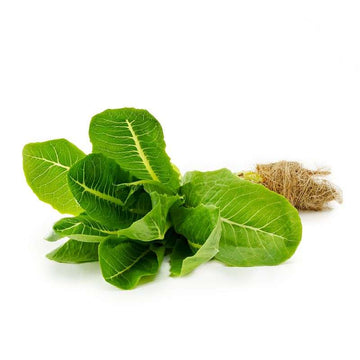 Lettuce Romaine (high in folate, potassium, antioxidants, and vitamins A & K) - Live plant