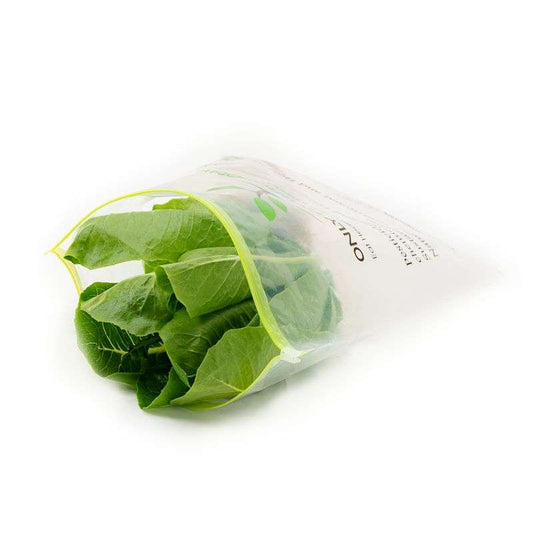 Lettuce Romaine (high in folate, potassium, antioxidants, and vitamins A & K) - Live plant