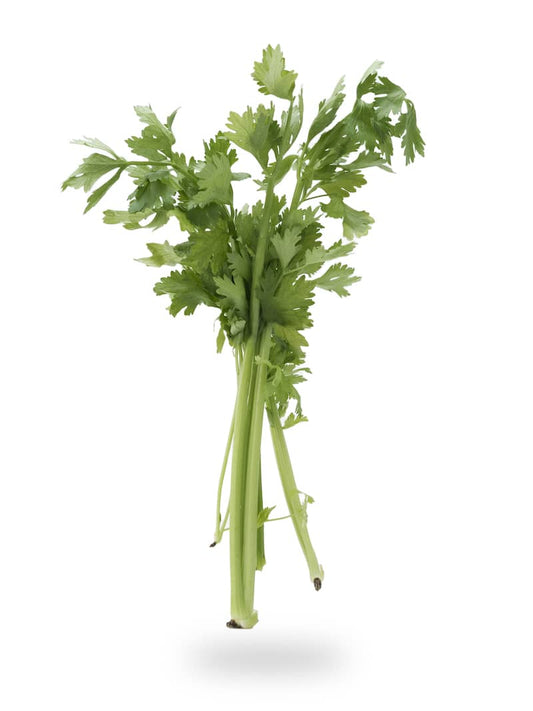 Hydroponic Celery (The famous diet food)