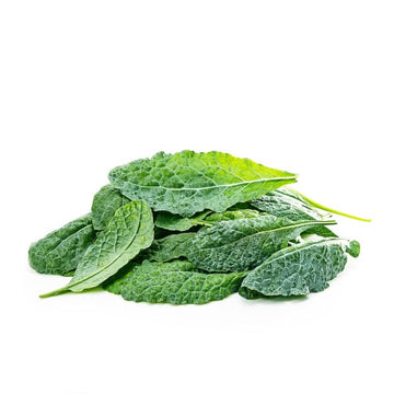 Hydroponic Kale - Lacinato / Italian Tuscan (King of super foods)
