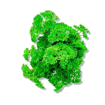 Hydroponic Parsley (Packed with vitamins A, K, and C)